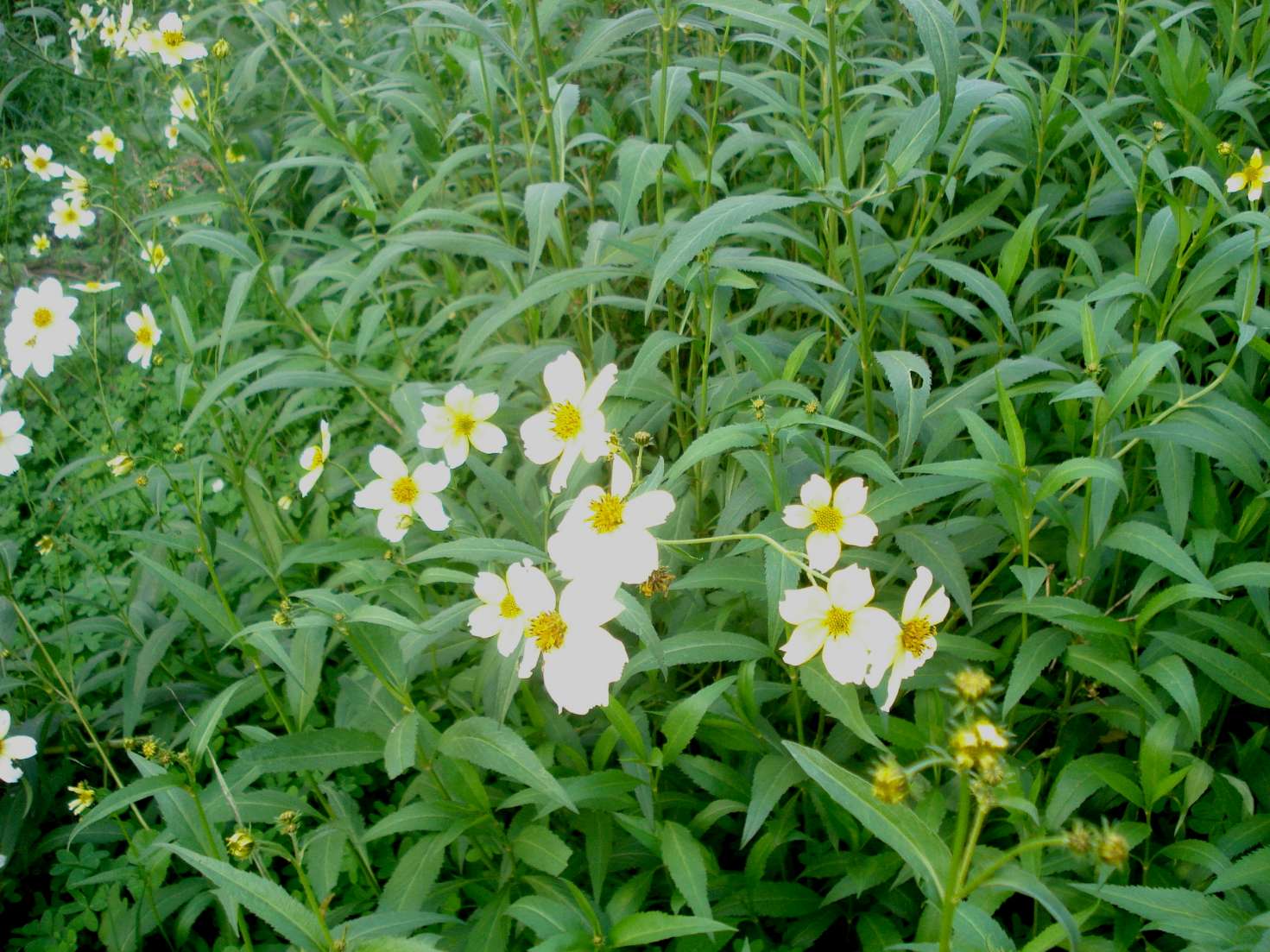 Bidens aurea / Forbicina lineare